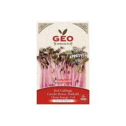 Sementes de couve-roxa para germinar biológicas - Bavicchi GEO