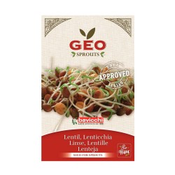Sementes de lentilhas para germinar ecológicas - Bavicchi GEO