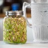 Germinador de 1 tarro con bandeja - 750 ml
