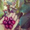 Compota de cerejas biológica - Contigo