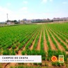 Chufa molida ecológica, 1 kg - Món Orxata