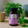 Tulsi/Manjericão sagrado, ecológico, em cápsulas - Organic India