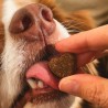 Complemento digestivo para perros y gatos, 120 masticables - The Doog Life