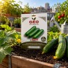 Sementes de pepino Marketmore biológicas, 2 g - Bavicchi GEO
