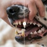 Pasta de dientes natural para mascotas, 100 g - The Doog Life