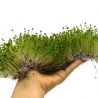 Semillas de brécol para germinar, de agricultura ecológica