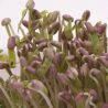 Semillas de mungo para germinar, de agricultura ecológica