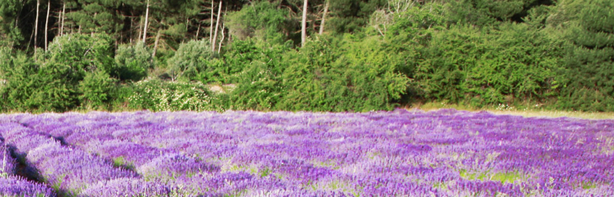 Campo de lavanda de Labiatae